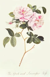 The York and Lancaster Rose